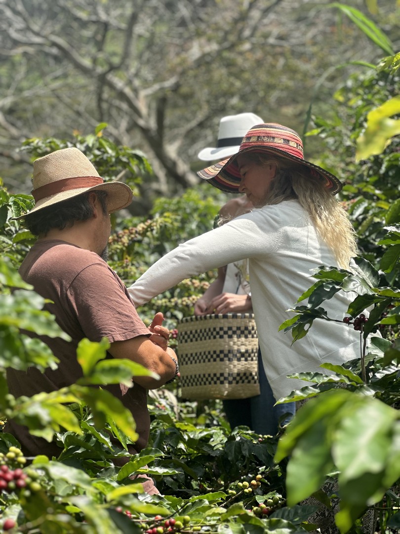 Tour del cafe aroma de mis montañas