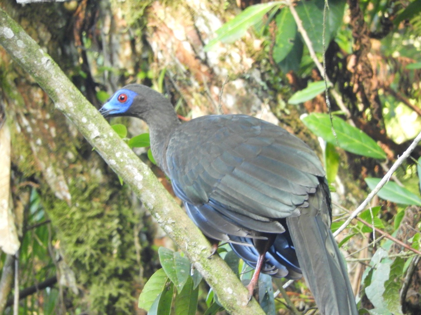 Ave de plumaje gris oscuro con un parche azul alrededor del ojo rojo, posada en una rama del bosque