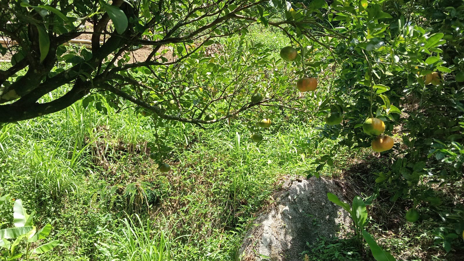 WhatsApp Image 2024-08-14 at 1.08.32 PM.jpeg