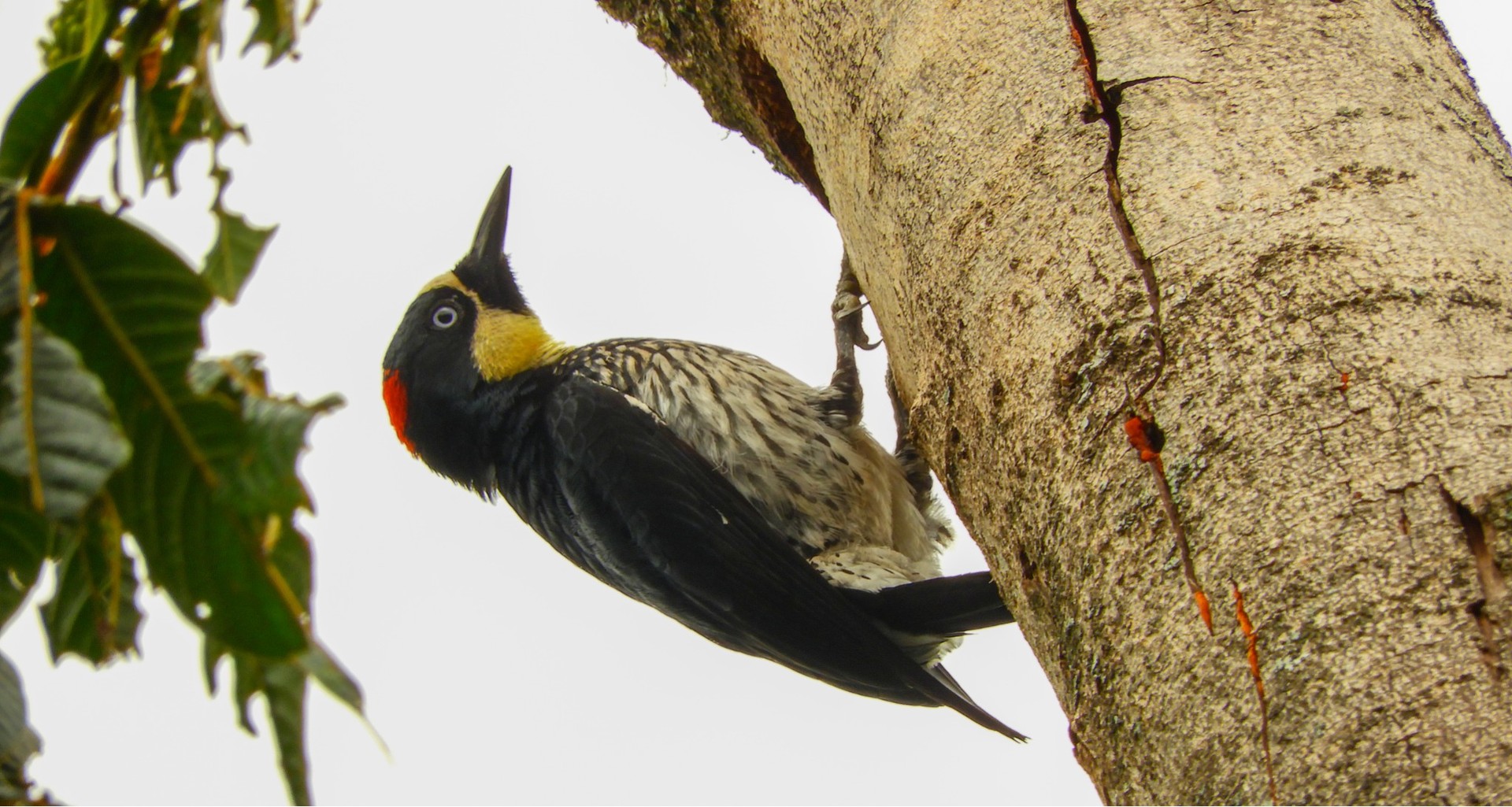 Pájaro carpintero con corona roja y garganta amarilla trepado en el tronco de un árbol